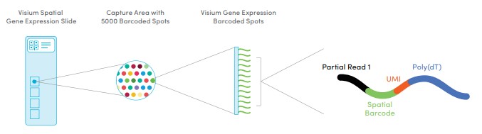 Spatial Gene Expression