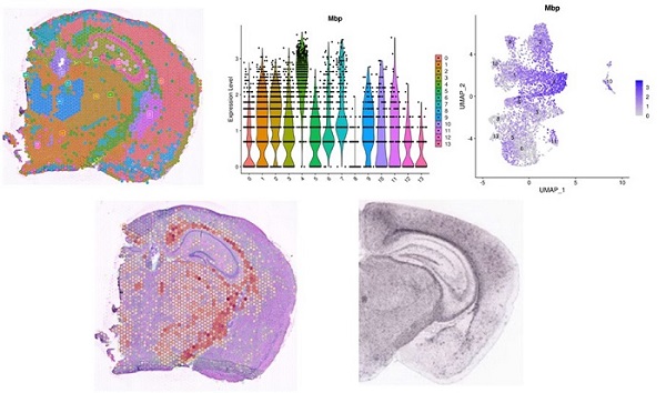 DMPI Molecular Genetics Core