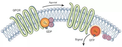 GPCR Pathway