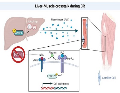 James White Research Liver-Muscle crosstalk during CR