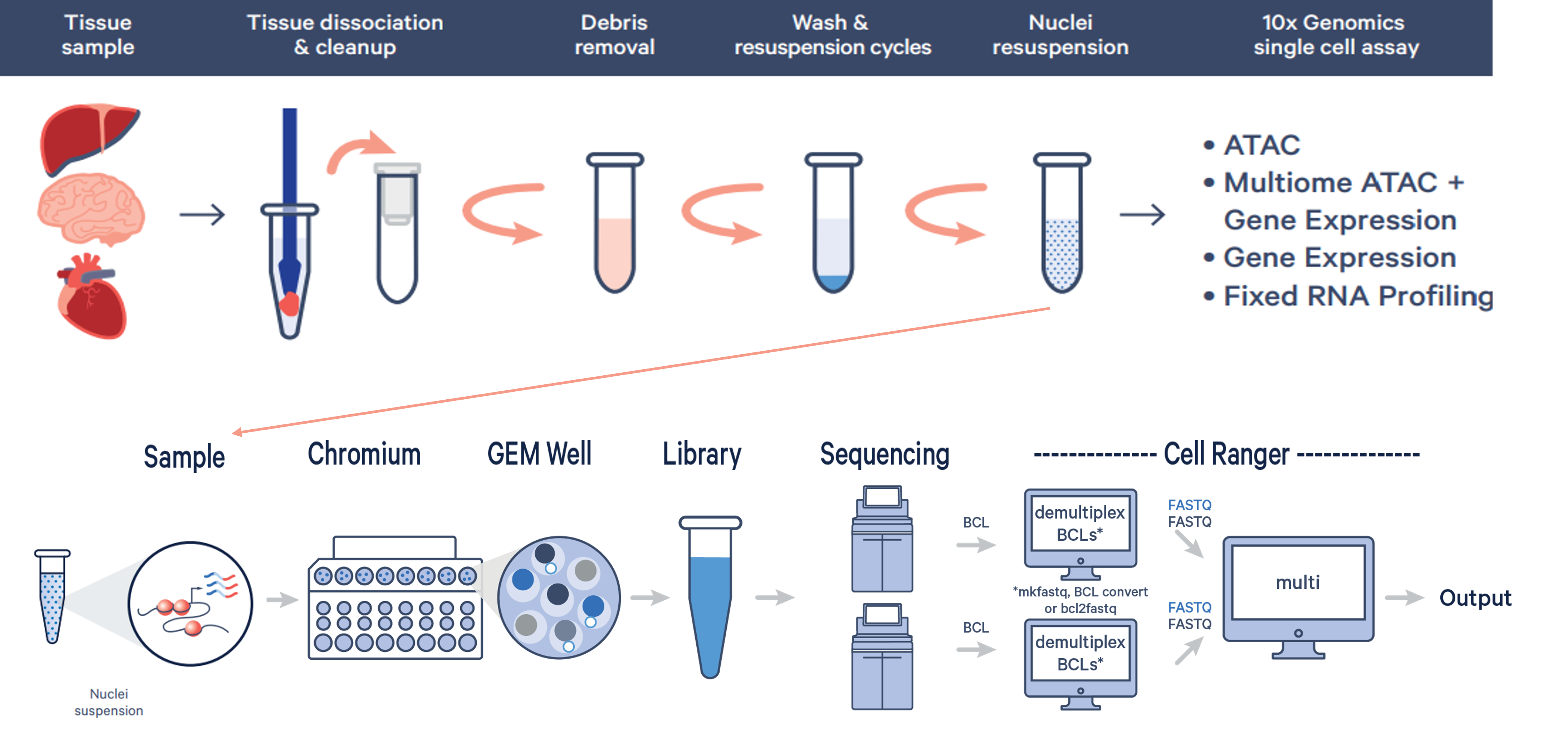 Single Nuclei Workflow