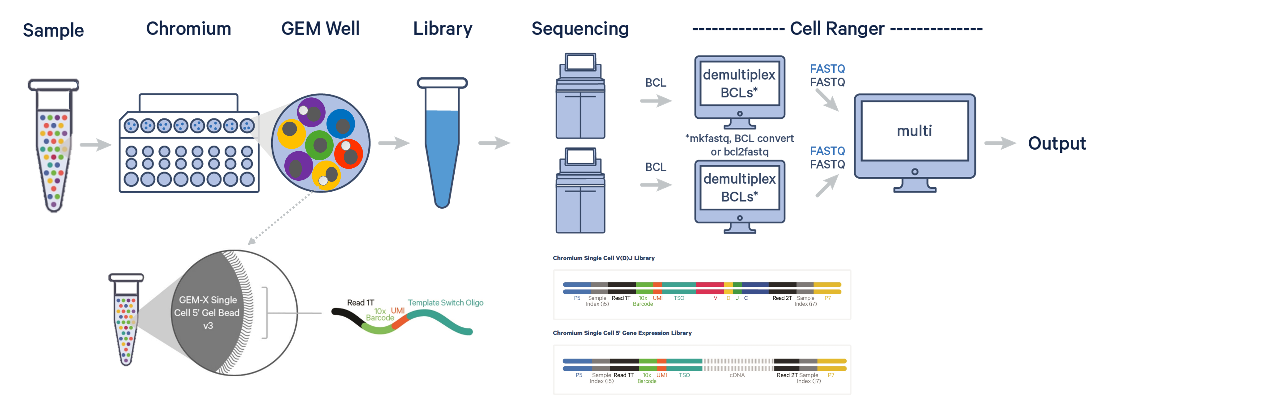 5' Single Cell Workflow