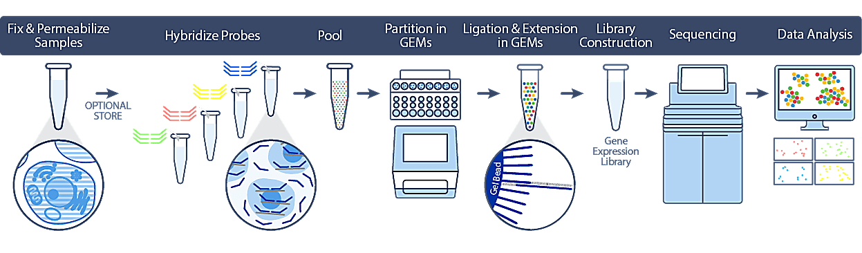 Flex (Fixed RNA Profiling) Workflow