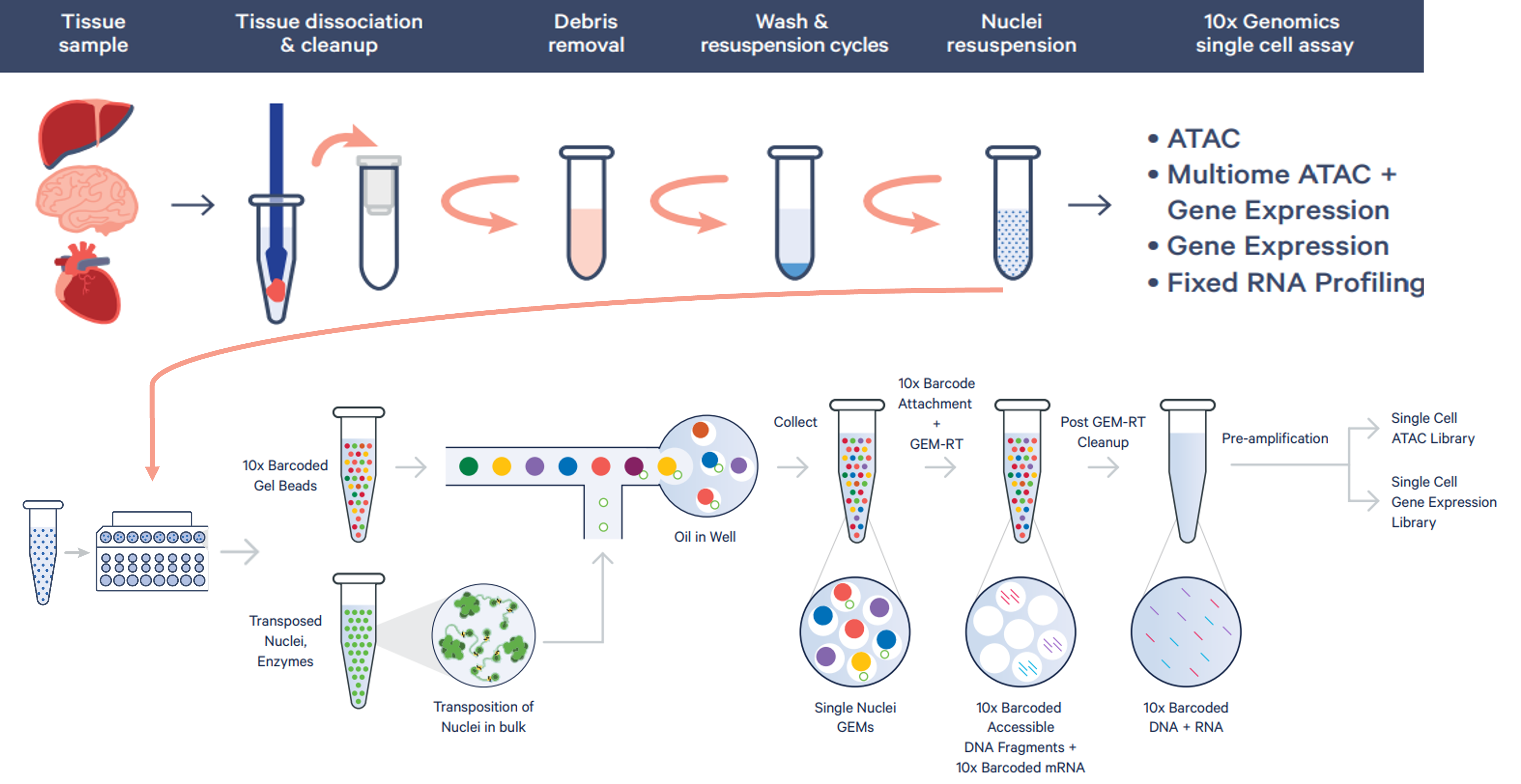 Multiome Workflow