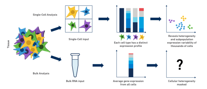 Single Cell Sequencing vs. Bulk Sequencing