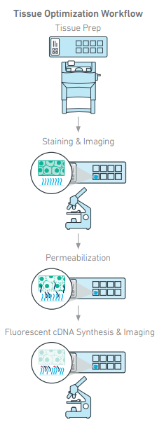 10x Genomics Tissue Optimization Workflow