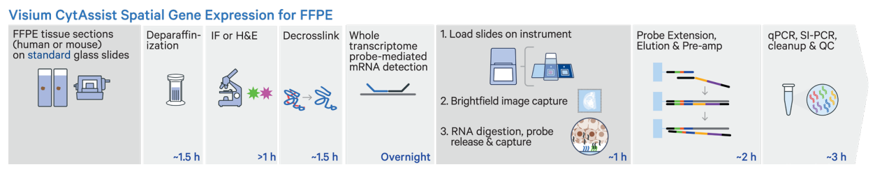 10x Genomics Visium CytAssist Workflow