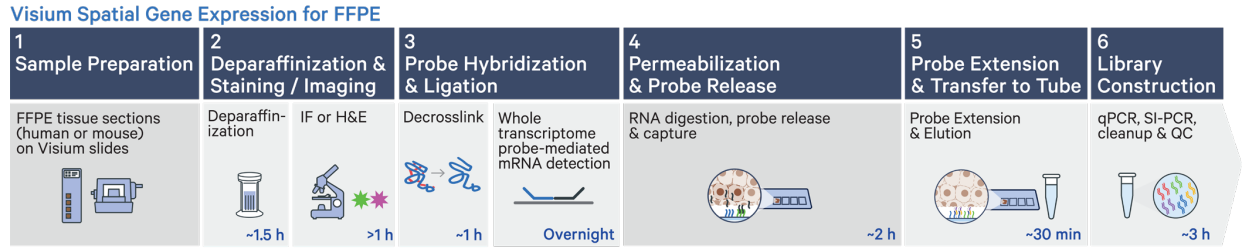 10x Genomics Direct Placement Workflow