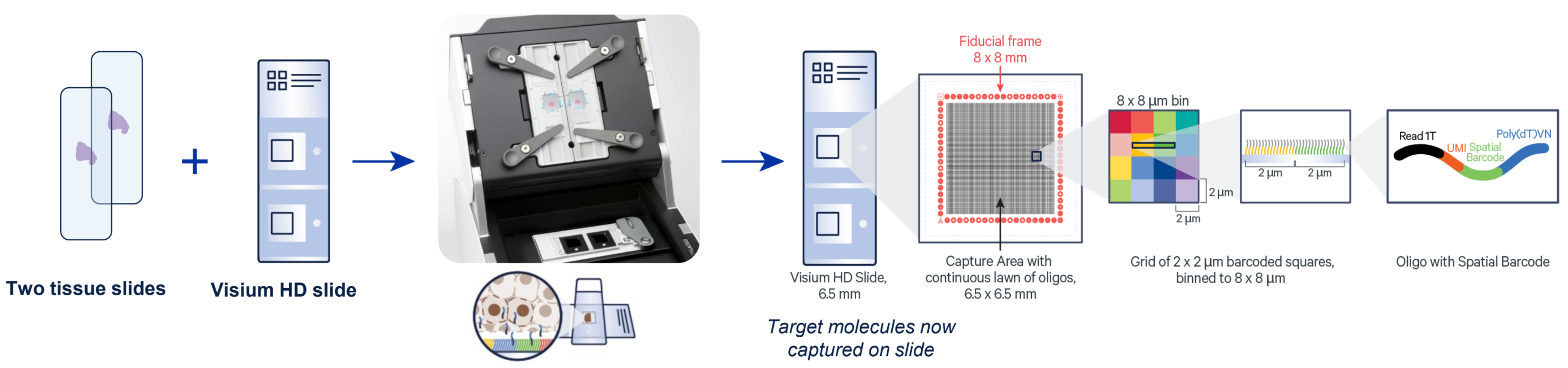 10x Genomics Visium HD Workflow