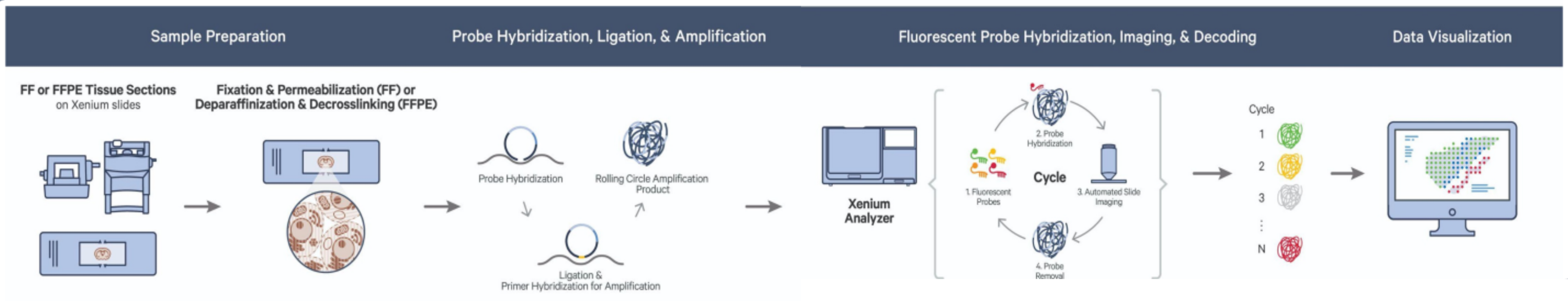 10x Genomics Xenium Workflow