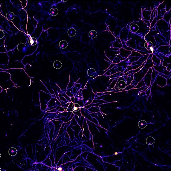 MGC_Cellanome_Neuron_updated