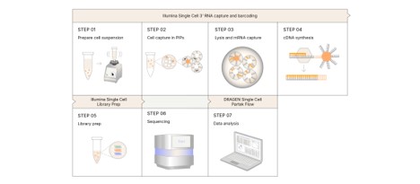 Illumina Detailed Sample Workflow