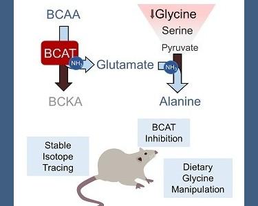 Cell Reports White Newgard