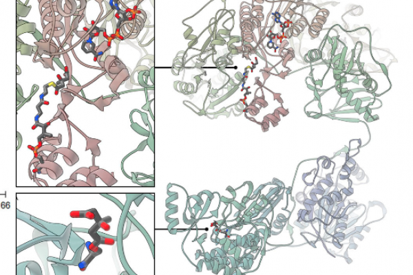 Statin therapy inhibits fatty acid synthase via dynamic protein modifications