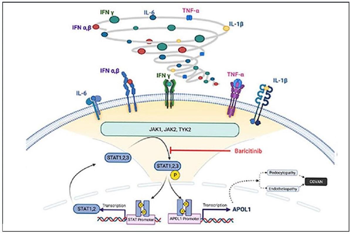 JAK inhibitor blocks COVID-19-cytokine-induced JAK-STAT-APOL1 signaling in glomerular cells and podocytopathy in human kidney organoids