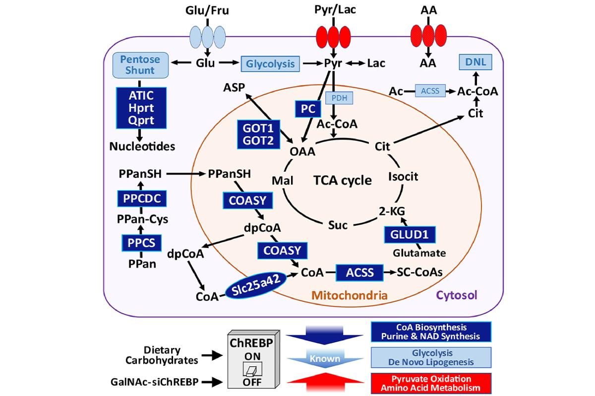 graphical abstract_Chris Newgard