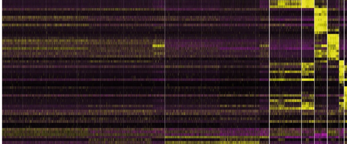 Single Cell Header - count matric scRNAseq