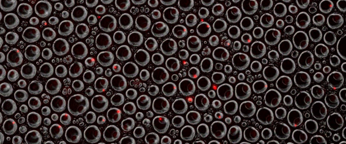 GEMs_833x266