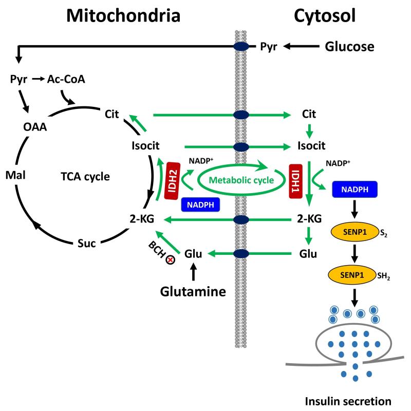 Reductive TCA cycle metabolism fuels glutamine- and glucose