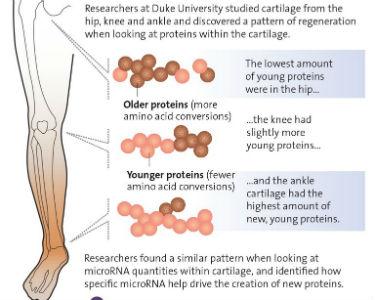 Pattern of regeneration when looking at proteins within cartilage