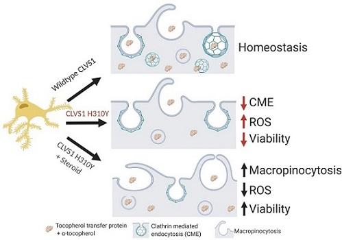 Variant segregates in disease in SSNS