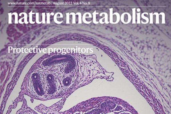 Perinatal fat progenitors shape adult metabolism