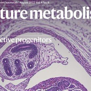 Perinatal fat progenitors shape adult metabolism